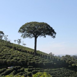 Brazil Fazenda Sertaozinho Mundo Novo