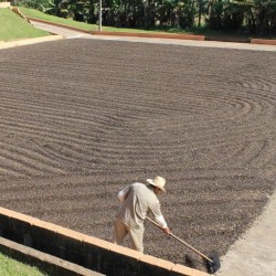 Brazil Fazenda Sertaozinho Mundo Novo