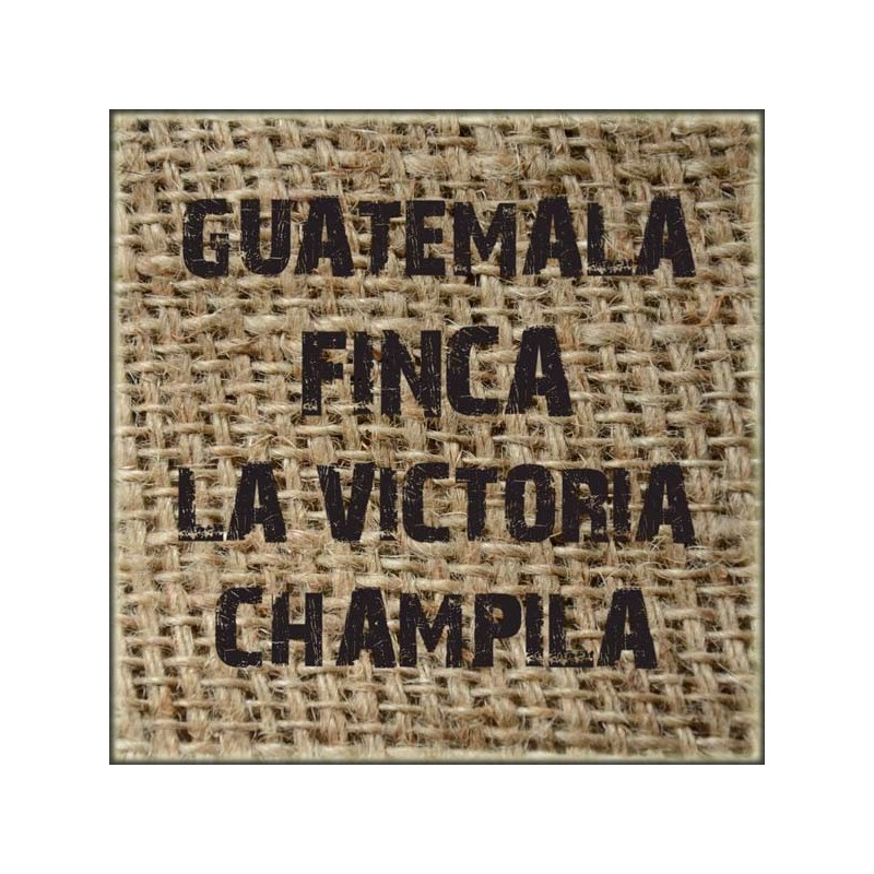 Guatemala Finca La Victoria Champila