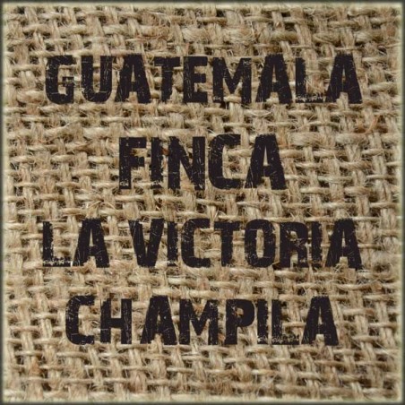 Guatemala Finca La Victoria Champila